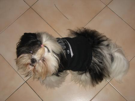 mon chien